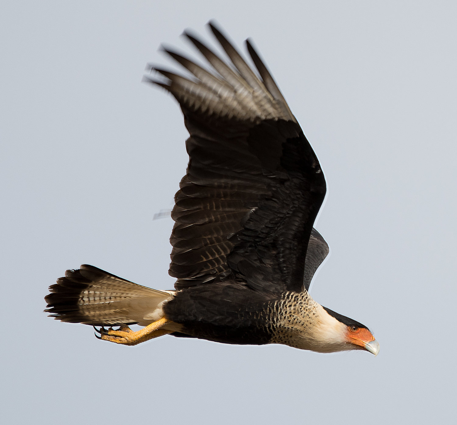 Often mistaken for young bald eagles, a caracara is captured in flight.